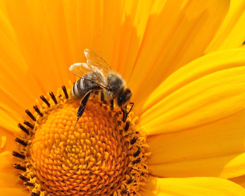 Una abeja melífera recolectando néctar y polen de una flor amarilla