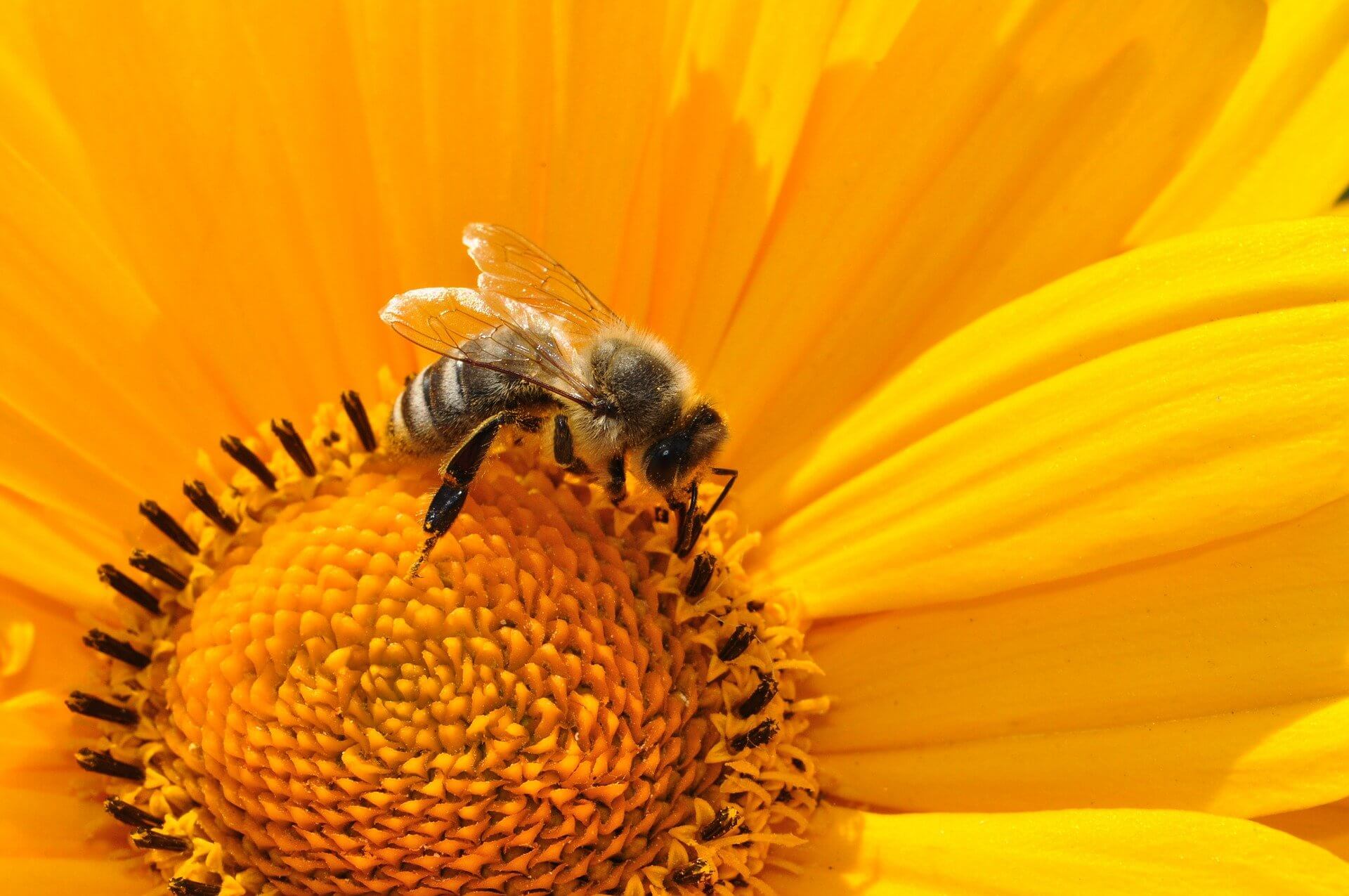 Una abeja melífera recolectando néctar y polen de una flor amarilla
