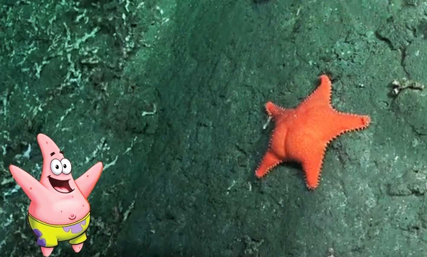 Estrella de mar culona en el fondo del Mar Argentino, junto a una representación de Patricio Estrella, el personaje de la serie animada Bob Esponja